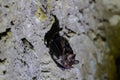 Wildlife: Leaf-Nosed Bats are seen hanging inside an ancient Mayan temple in Guatemala Royalty Free Stock Photo