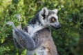 Wildlife lemurs in Madagascar. Royalty Free Stock Photo