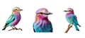 wildlife lilac breasted roller animal