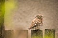 Wildlife - Little Owl on a fence