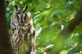Wildlife: Long-eared owl / Asio otus - bird on a tree