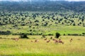 Wildlife in Maasai Mara National Park, Kenya Royalty Free Stock Photo