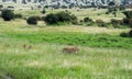 Wildlife in Maasai Mara National Park, Kenya Royalty Free Stock Photo