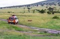 Wildlife in Maasai Mara National Park, Kenya Royalty Free Stock Photo