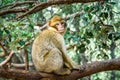 Wildlife macaques monkeys in Moroccan cedar forest near Azrou, Morocco