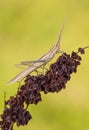 Brown grasshopper Acrida ungarica in Paklenica Croatia