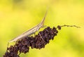 Brown grasshopper Acrida ungarica in Paklenica Croatia