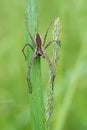 European Nursery Web Spider Pisaura mirabilis in Czech Republic