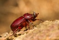 European rhinoceros beetle Oryctes nasicornis female in Czech Republic Royalty Free Stock Photo