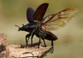 The stag beetle Lucanus cervus in Czech Republic Royalty Free Stock Photo