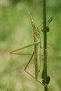 Green grasshopper Acrida ungarica in Krk, Baska, Croatia