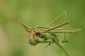 Green grasshopper Acrida ungarica in Krk, Baska, Croatia