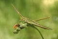 Green grasshopper Acrida ungarica in Krk, Baska, Croatia