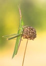 Green grasshopper Acrida ungarica in Paklenica Croatia