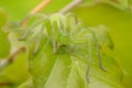 Green huntsman spider, Micrommata virescens camouflaged on leaf, in Czech Republic