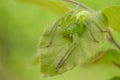 Green huntsman spider, Micrommata virescens camouflaged on leaf, in Czech Republic