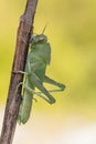 Green nymph of Egyptian Locust Anacridium aegyptium in Croatia