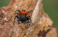 The Ladybird spider Eresus kollari in defence position