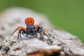 A male Ladybird spider Eresus moravicus in Czech Republic