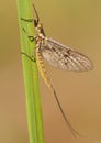 Mayfly Ephemera vulgata macro photo in czech