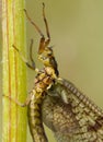 Mayfly Ephemera vulgata macro photo in czech