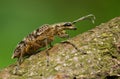 Ribbed Pine Borer Rhagium inquisitor in Czech Republic Royalty Free Stock Photo