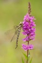 Female southern hawker, Aeshna cyanea, dragonfly just emerged from the nymph-cuticle in Czech Republic Royalty Free Stock Photo