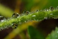 Wildlife. Macrocosm. Dew drops on beautiful flowers. Tears, backgrounds