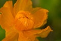 Wildlife. Macrocosm. Dew drops on beautiful flowers. Tears, backgrounds Royalty Free Stock Photo