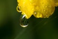 Wildlife. Macrocosm. Dew drops on beautiful flowers. Tears, backgrounds Royalty Free Stock Photo