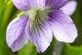 Wildlife. Macrocosm. Dew drops on beautiful flowers. Tears, backgrounds Royalty Free Stock Photo