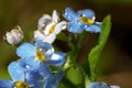 Wildlife. Macrocosm. Dew drops on beautiful flowers. Tears, backgrounds