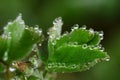 Wildlife. Macrocosm. Dew drops on beautiful flowers. Tears, backgrounds Royalty Free Stock Photo