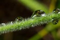 Wildlife. Macrocosm. Dew drops on beautiful flowers. Tears, backgrounds