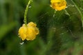 Wildlife. Macrocosm. Dew drops on beautiful flowers. Tears, backgrounds