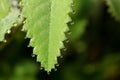 Wildlife. Macrocosm. Dew drops on beautiful flowers. Tears, backgrounds Royalty Free Stock Photo