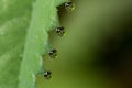 Wildlife. Macrocosm. Dew drops on beautiful flowers. Tears, backgrounds Royalty Free Stock Photo