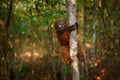 Wildlife Madagascar. Eulemur rubriventer, Red-bellied lemur, AkaninÃ¢â¬â¢ ny nofy, Madagascar. Small brown monkey in the nature