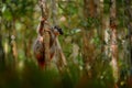 Wildlife Madagascar. Eulemur rubriventer, Red-bellied lemur, AkaninÃ¢â¬â¢ ny nofy, Madagascar. Small brown monkey in the nature