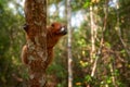 Wildlife Madagascar. Eulemur rubriventer, Red-bellied lemur, AkaninÃ¢â¬â¢ ny nofy, Madagascar. Small brown monkey in the nature