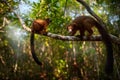 Wildlife Madagascar. Eulemur rubriventer, Red-bellied lemur, AkaninÃ¢â¬â¢ ny nofy, Madagascar. Small brown monkey in the nature