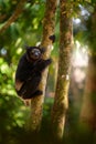 Wildlife Madagascar, indri monkey portrait, Madagascar endemic. Lemur in nature vegetation. Sifaka on the tree, sunny evening.