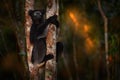 Wildlife Madagascar, indri monkey portrait, Madagascar endemic. Lemur in nature vegetation. Sifaka on the tree, sunny evening.