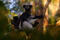 Wildlife Madagascar, indri monkey portrait, Madagascar endemic. Lemur in nature vegetation. Sifaka on the tree, sunny evening.