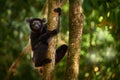 Wildlife Madagascar, indri monkey portrait, Madagascar endemic. Lemur in nature vegetation. Sifaka on the tree, sunny evening.