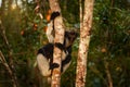 Wildlife Madagascar, indri monkey portrait, Madagascar endemic. Lemur in nature vegetation. Sifaka on the tree, sunny evening.