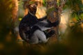 Wildlife Madagascar, indri monkey portrait, Madagascar endemic. Lemur in nature vegetation. Sifaka on the tree, sunny evening. Royalty Free Stock Photo