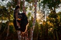 Wildlife Madagascar, indri monkey portrait, Madagascar endemic. Lemur in nature vegetation. Sifaka on the tree, sunny evening.