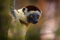 Wildlife Madagascar. Lemur portrait in the forest. Wildlife Madagascar, Verreauxs Sifaka, Propithecus verreauxi, monkey head Royalty Free Stock Photo