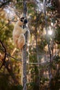 Wildlife Madagascar, Verreauxs Sifaka, Propithecus verreauxi, monkey head detail in Kirindy Forest, Madagascar. Lemur in the Royalty Free Stock Photo